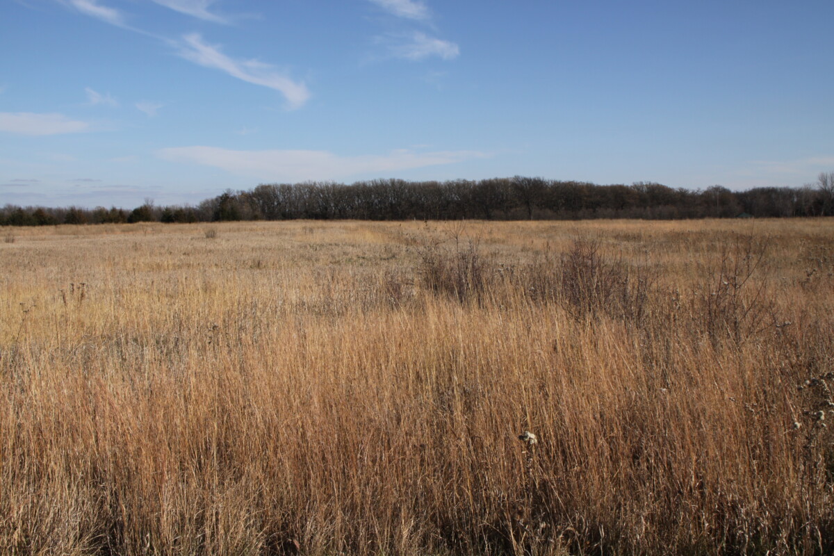 Shot of grasses in the Birch Coulee Battlefield during the day. Shot of grasses in the Birch Coulee Battlefield during the day.