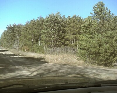 Pine trees in Rice, Minnesota during the day. Pine trees in Rice, Minnesota during the day.