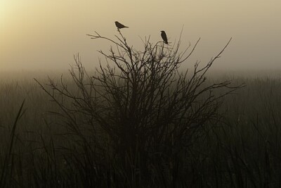 Red Winged Blackbird silhouettes at McGregor Marsh in McGregor, MN.