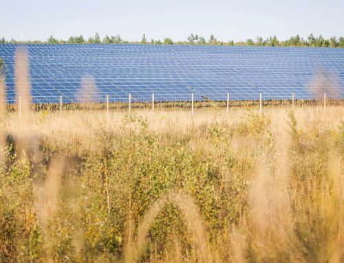 Massive ROI: Why Agricultural Solar is the Best Crop You’ll Plant This Year